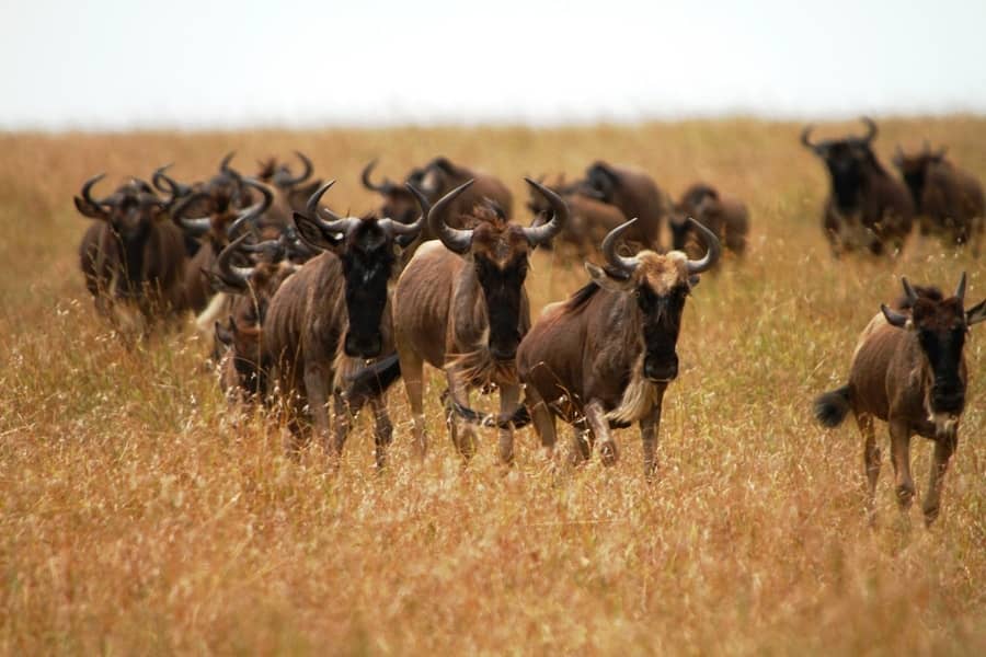 Wildebeest Migration Wonder…