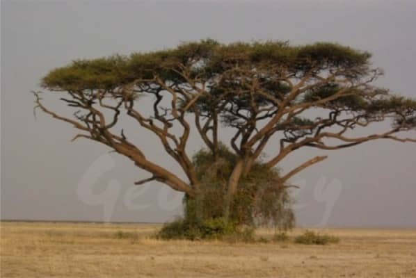Amboseli National Park - Elephant Country - Tortilis tree 