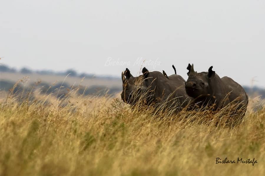 Kenya Great Rift Valley Parks Safari 1