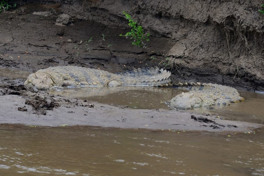 Basking Nile Crocodile
