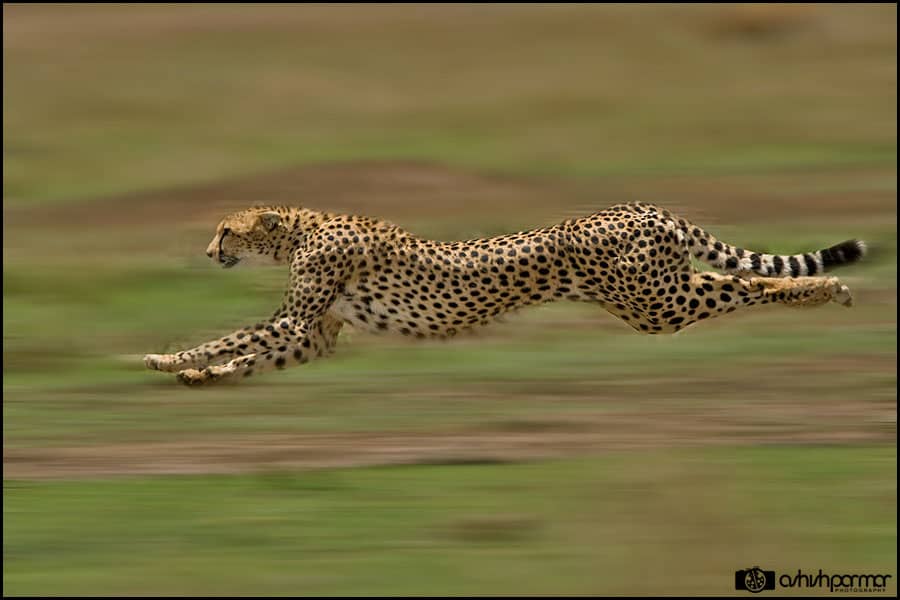 Masai Mara...Photography 1