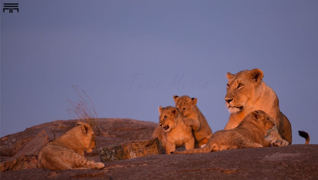 Masai Mara Lion Family - Tuhin Mehta
