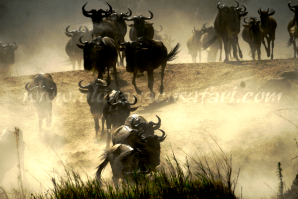 Wildebeest Migration Wonder 2