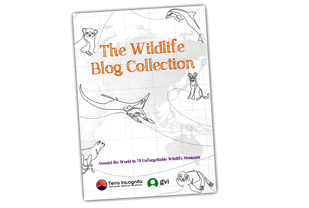 Wildlife Blog Collection – Grab your copy!