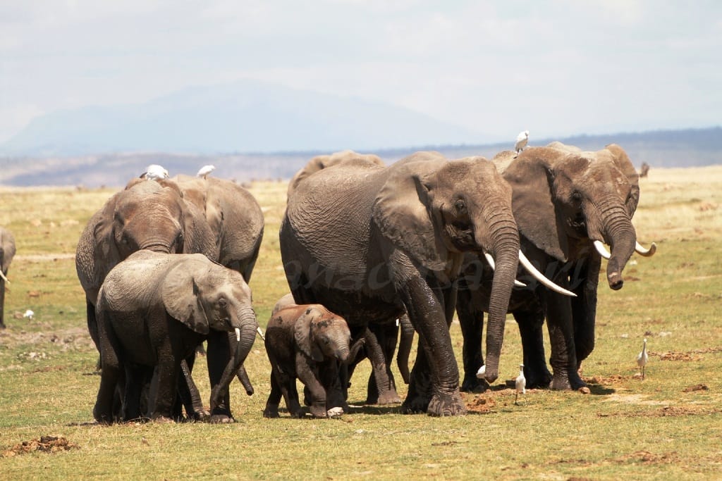 Amboseli National Park – Elephant Country