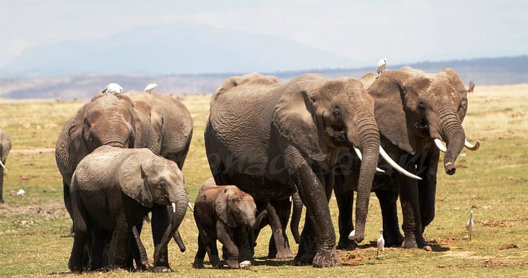 Amboseli National Park – Elephant Country