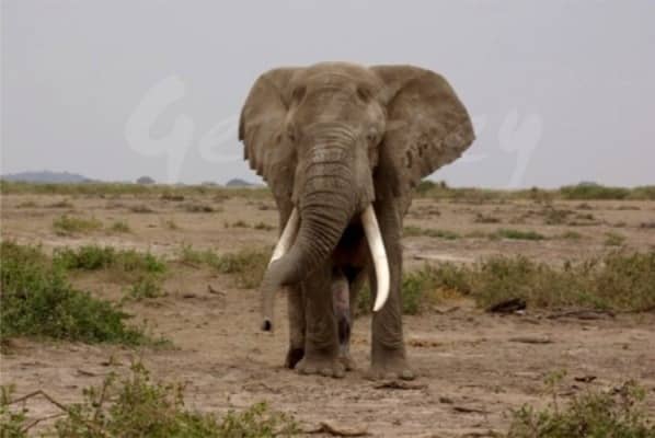 Amboseli National Park - Elephant Country 9
