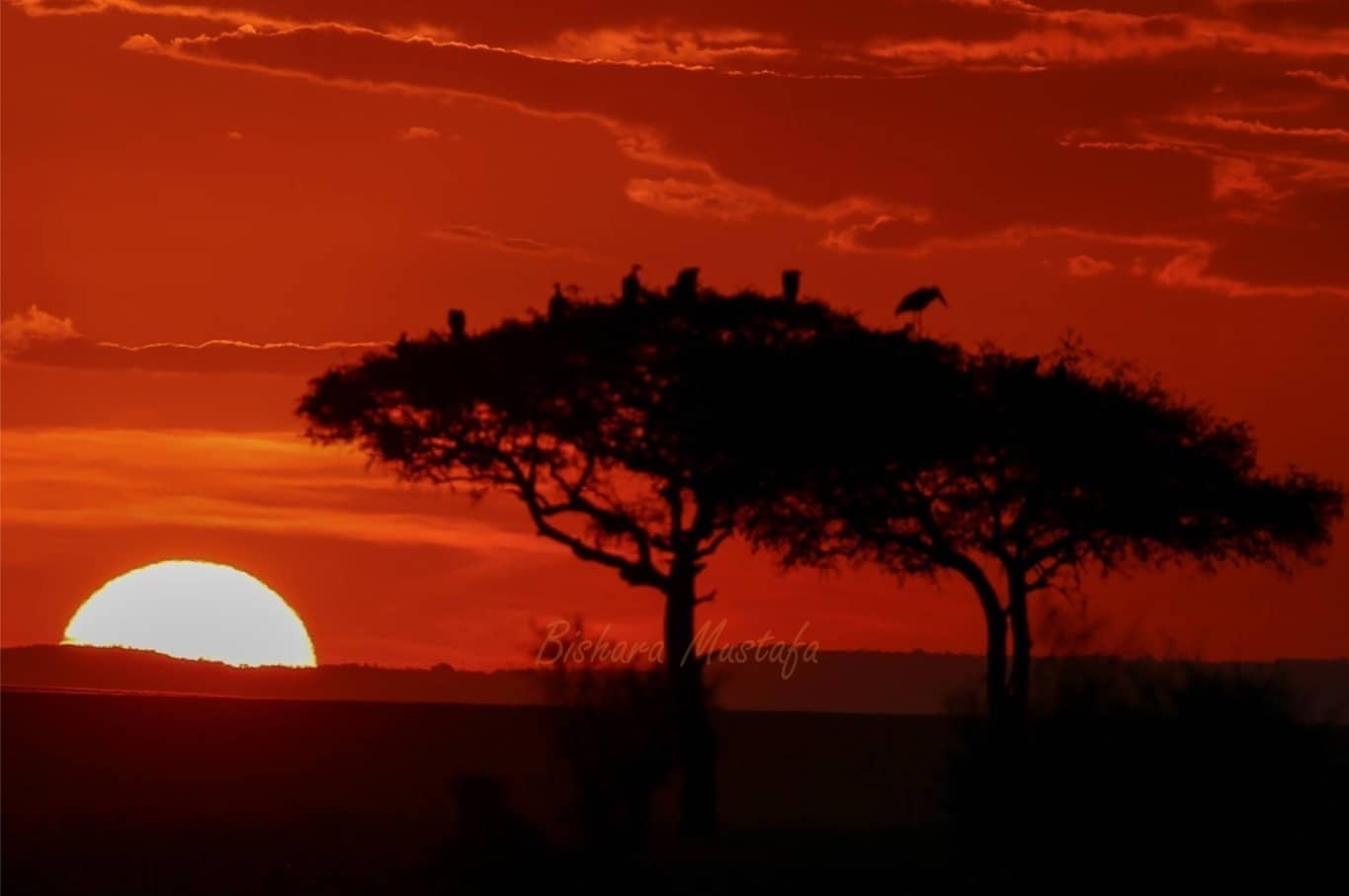 Masai Mara…Photography Safari 1