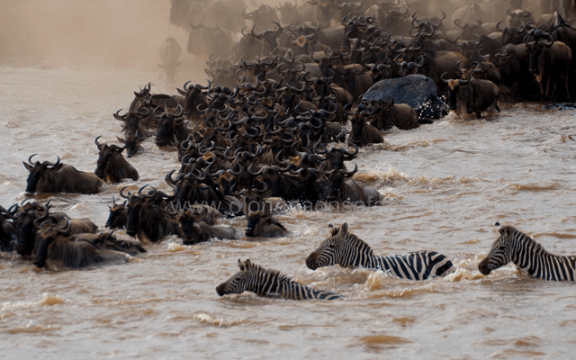 Wildebeest Migration Wonder 3