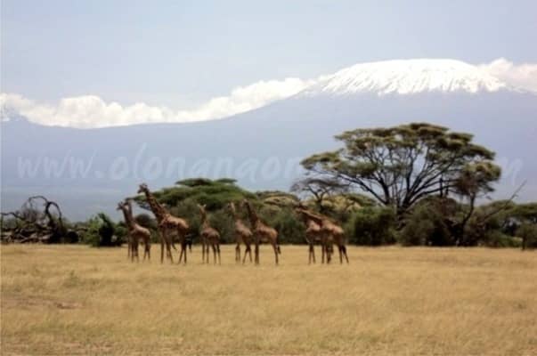 Amboseli National Park Elephant Country - Giraffe & Mt Kilimanjaro