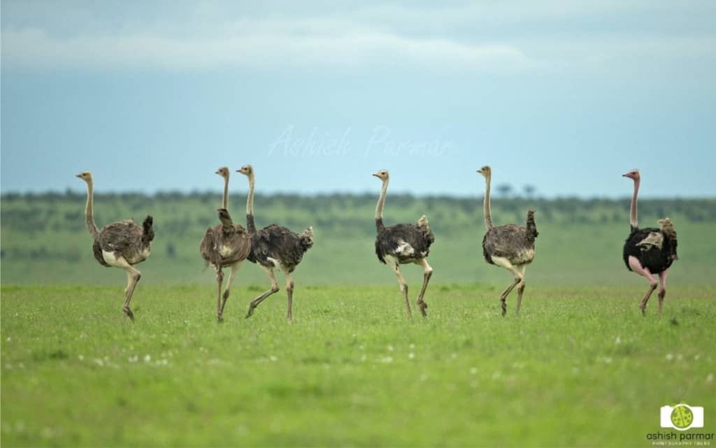Masai Mara Ostrich Family - Ashish Parmar