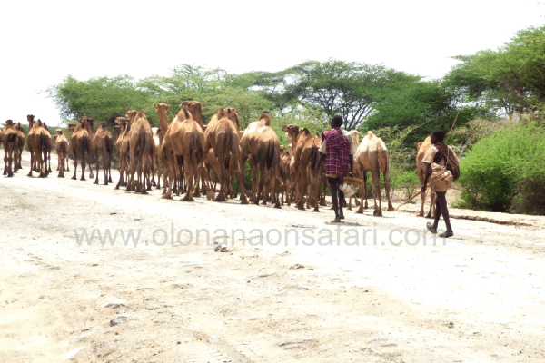 Northern Kenya Camel Keeping