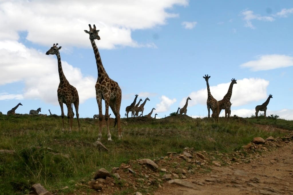Masai Giraffe in Masai Mara