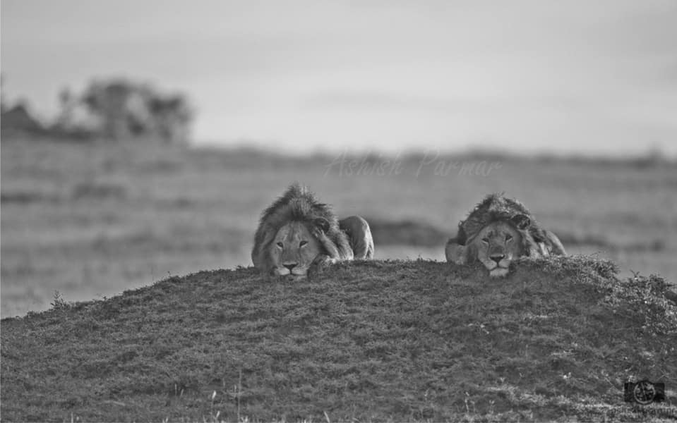 Masai Mara Photography Safari 2 f