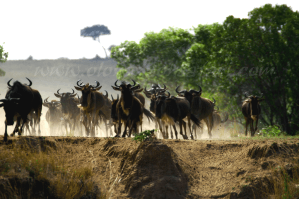 Wildebeest Migration Wonder 1