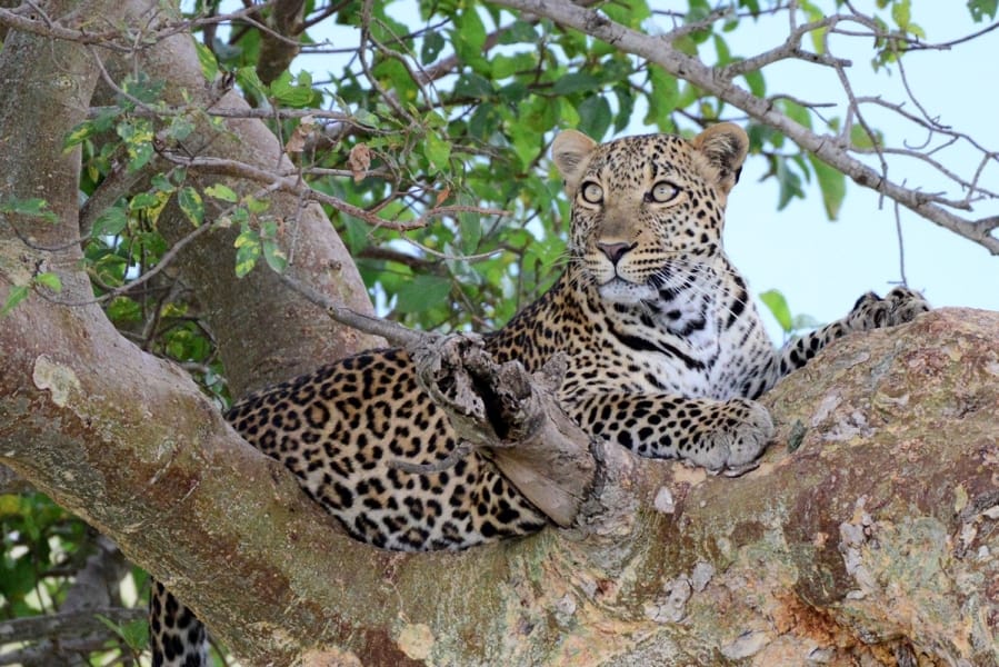 Kenya Forest Parks safari 26