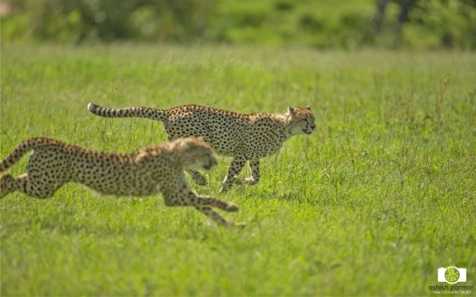 Masai Mara Photography Safari 2 c
