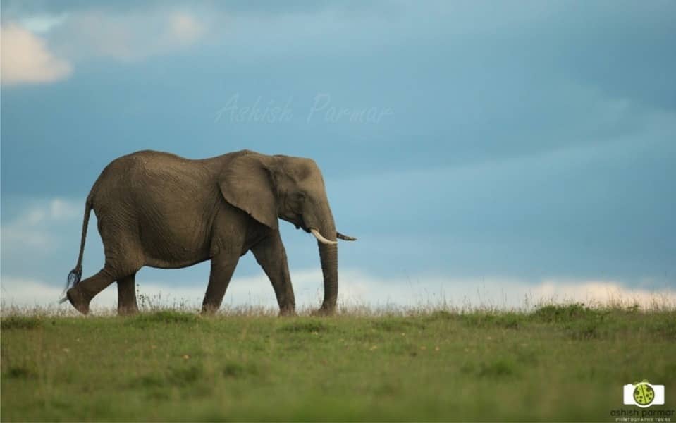 Masai Mara Photography Safari 2 n