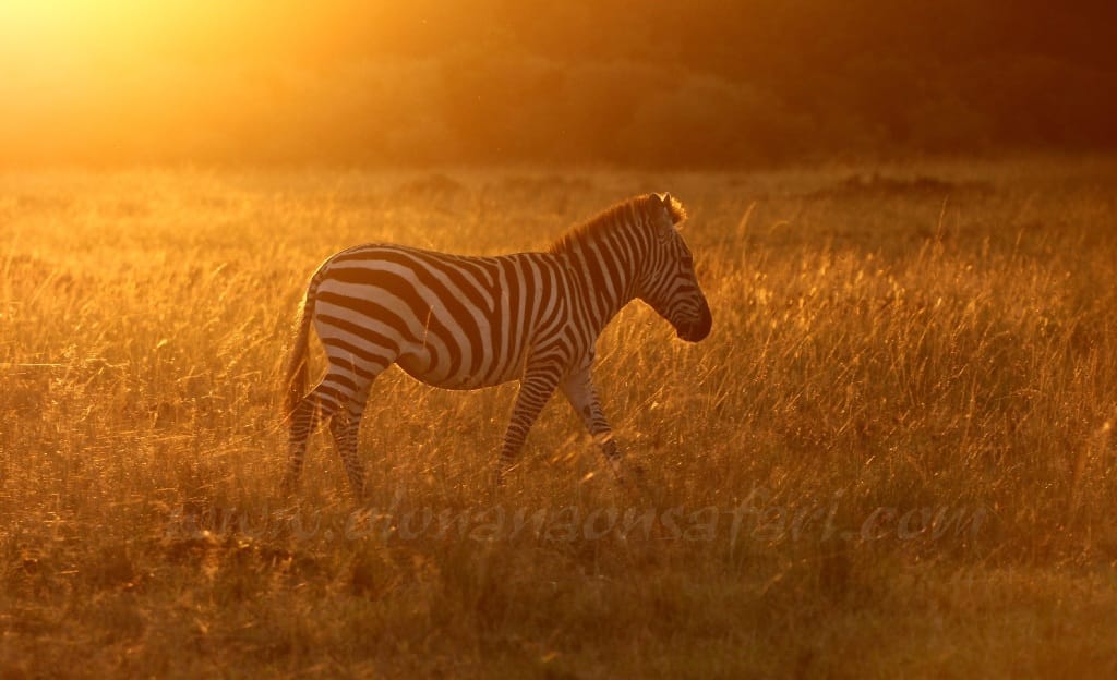 Kenya Photography Safari (with Tin Man Lee)