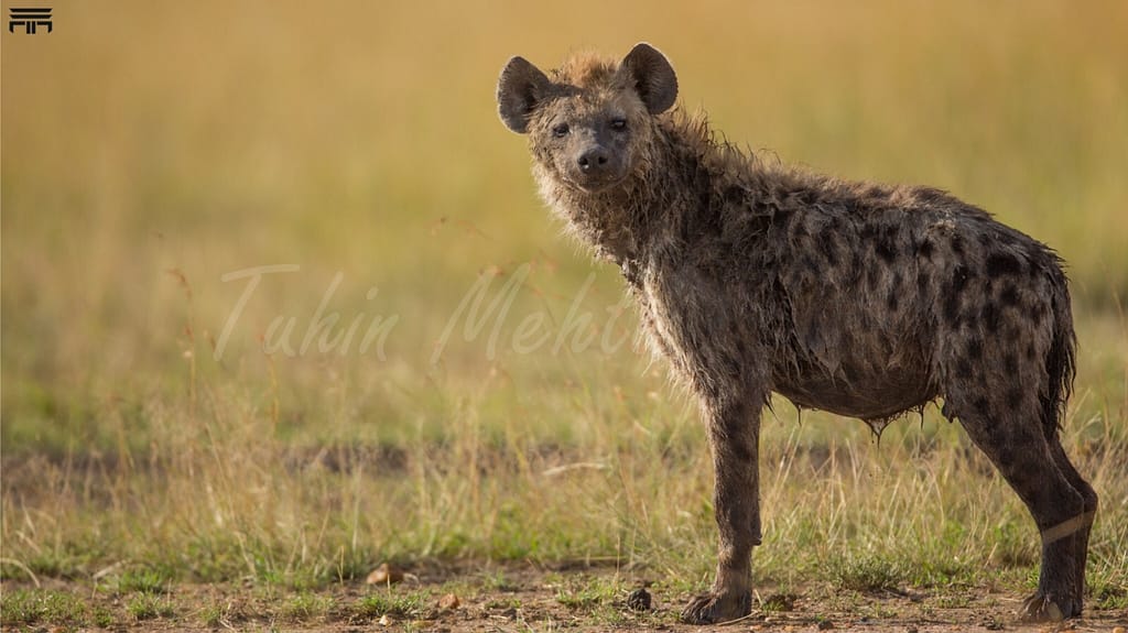 Masai Mara...Photography 1 g