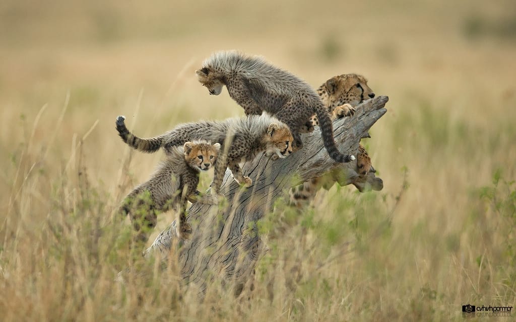 Masai Mara Cheetah Family - Ashish Parmar
