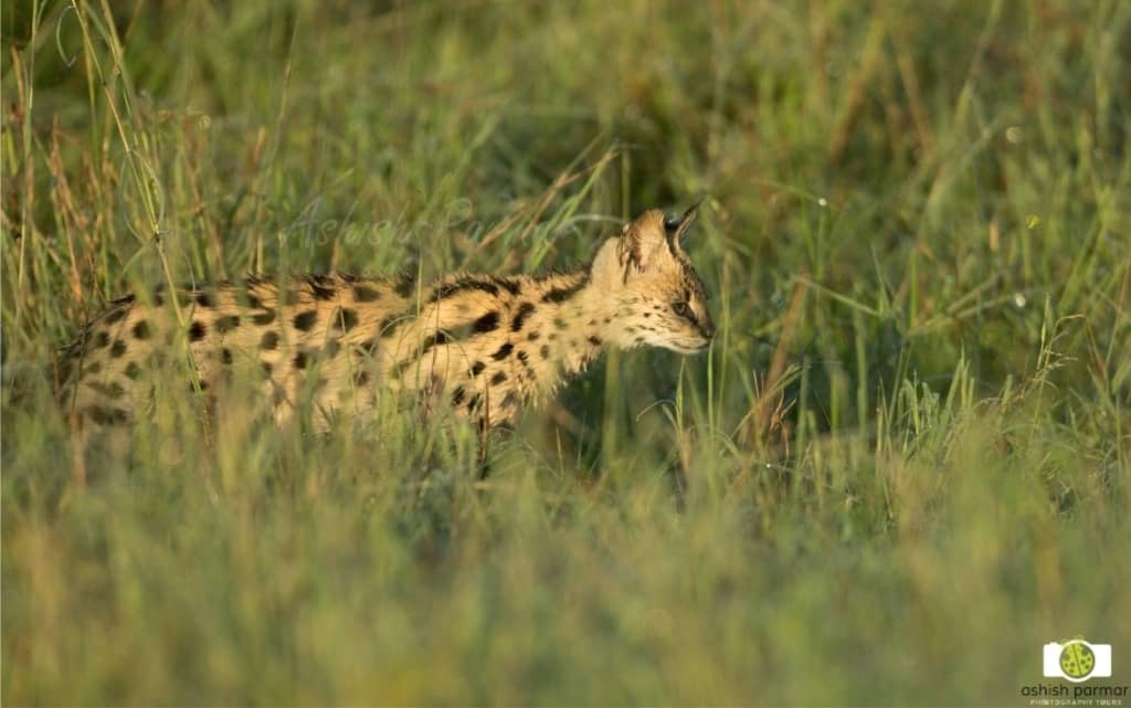 Serval Cat Masai Mara - Ashish Parmar