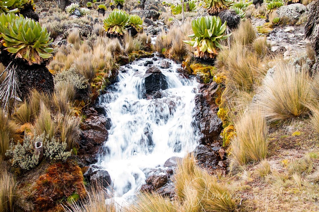 Stream - Mount Kenya