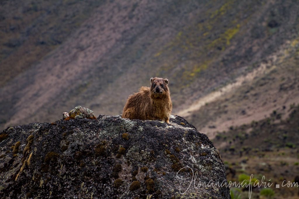 Rock Hyrax - Shipton - Mount Kenya