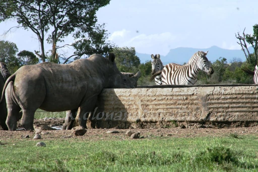 Kenya Forest Parks safari 15