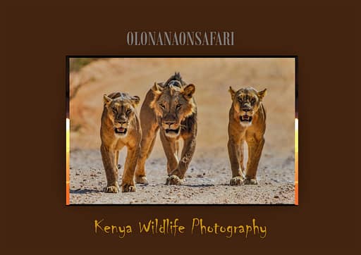 Kenya Wildlife Photography