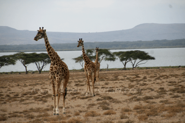 Off beaten roads, Kenya Safari