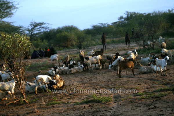 Northern Kenya Community