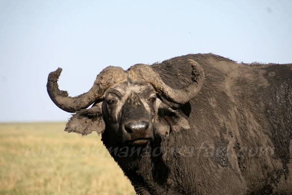 Buffalo in Mara