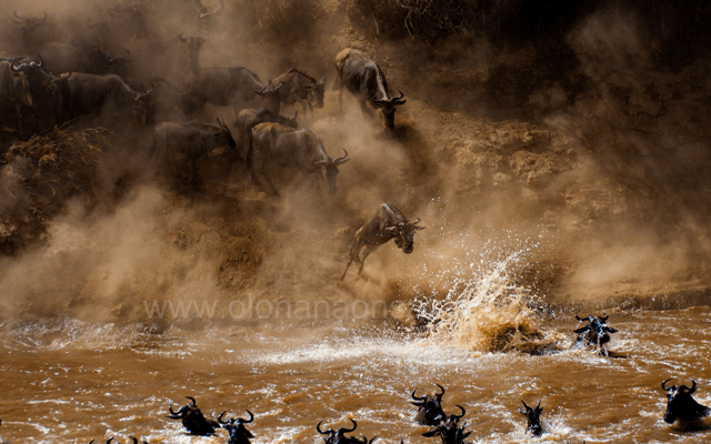 Masai Mara Wildebeest Migration 8