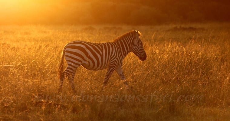 Kenya Photography Safari (with Tin Man Lee)