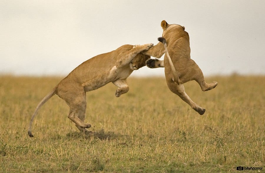 Masai Mara...Photography Safari 1 c