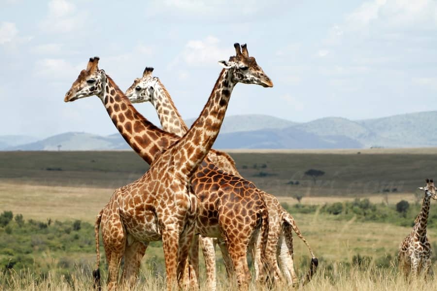 The Masai Mara National Reserve – My take 1