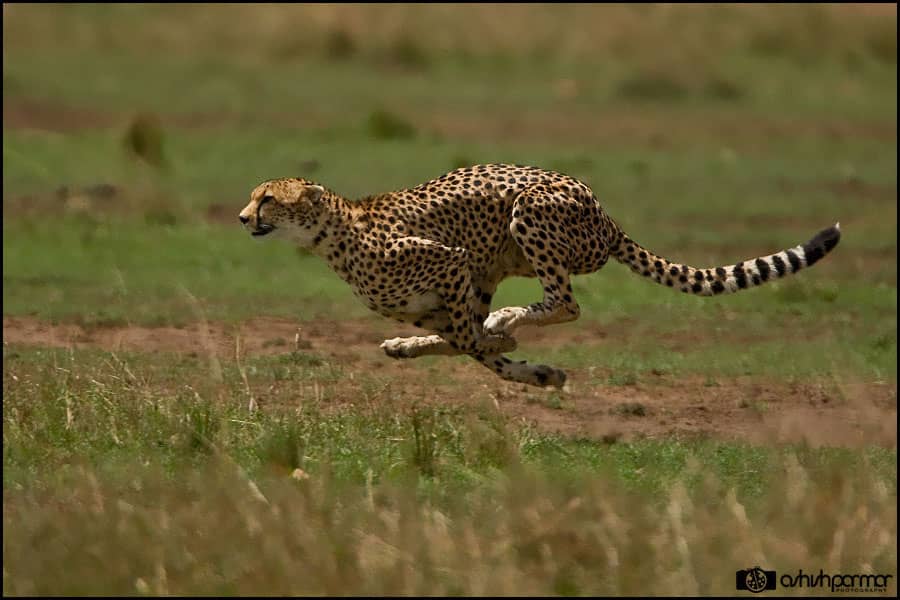 Masai Mara...Photography 1 e