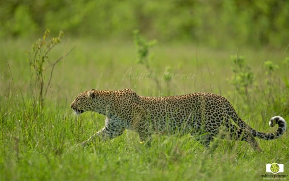 Masai Mara Photography Safari 2 k