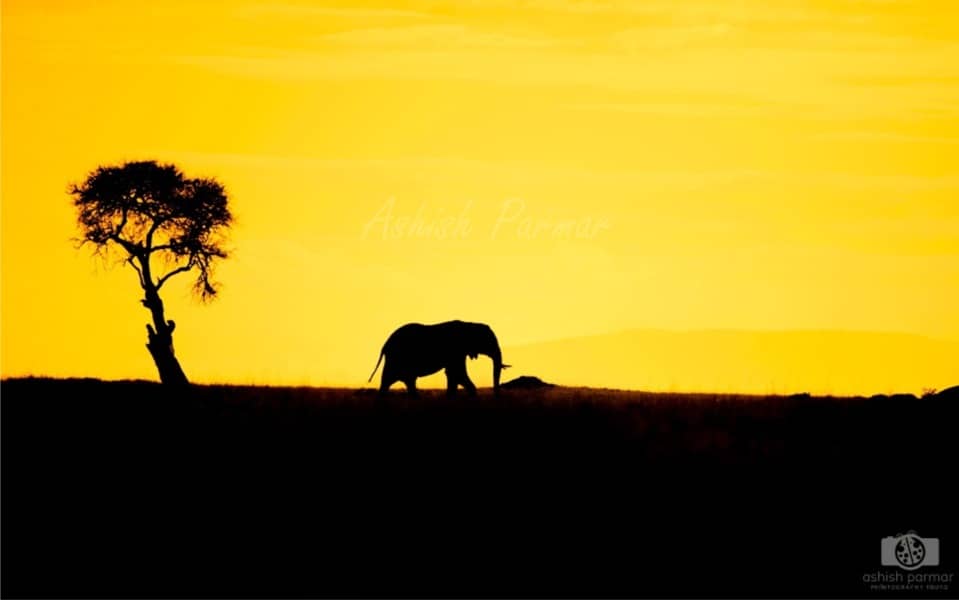 Masai Mara Elephant - Ashish Parmar