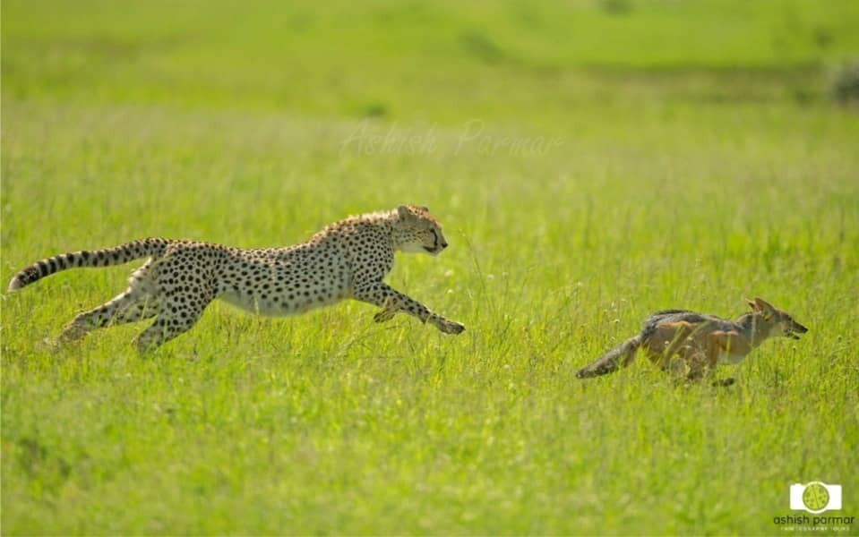 Wild Games Masai Mara - Ashish Parmar